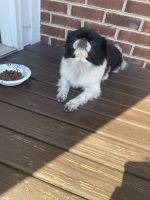 Japanese Chin Puppies for sale in Cincinnati, OH, USA. price: NA