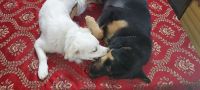 Japanese Spitz Puppies for sale in Sanaur, Punjab, India. price: 7000 INR