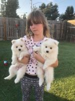 Japanese Spitz Puppies for sale in San Diego, CA 92103, USA. price: NA