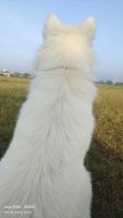 Japanese Spitz Puppies for sale in Hadapsar, Pune, Maharashtra, India. price: 5000 INR