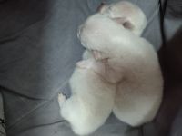 Japanese Spitz Puppies for sale in Puducherry, India. price: 4800 INR