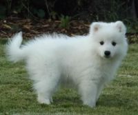 Japanese Spitz Puppies for sale in Tampa, FL, USA. price: NA