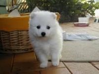 Japanese Spitz Puppies for sale in Greensboro, NC, USA. price: NA