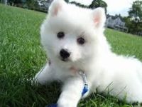 Japanese Spitz Puppies for sale in Bethel, DE, USA. price: NA