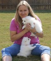 Japanese Spitz Puppies for sale in Juneau, AK, USA. price: NA