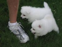 Japanese Spitz Puppies for sale in Harrisburg, PA, USA. price: NA