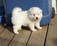 Japanese Spitz Puppies for sale in Beaver Creek, CO 81620, USA. price: NA
