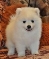 Japanese Spitz Puppies for sale in Denver, CO, USA. price: NA