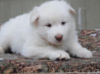 Japanese Spitz Puppies for sale in Dallas, TX, USA. price: NA