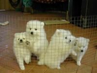 Japanese Spitz Puppies for sale in Boise, ID, USA. price: NA