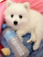 Japanese Spitz Puppies for sale in Fontana, CA, USA. price: NA