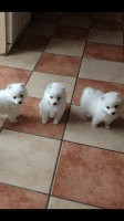 Japanese Spitz Puppies for sale in Los Angeles, CA, USA. price: NA