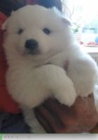 Japanese Spitz Puppies for sale in Los Angeles, CA 90005, USA. price: NA