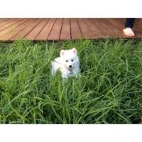 Japanese Spitz Puppies for sale in Dallas, TX, USA. price: NA