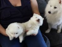 Japanese Spitz Puppies for sale in Boston, MA 02114, USA. price: NA