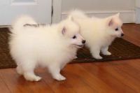 Japanese Spitz Puppies for sale in Houston, TX, USA. price: NA