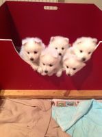 Japanese Spitz Puppies for sale in North Arlington, NJ, USA. price: NA