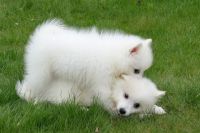 Japanese Spitz Puppies for sale in 200 N Spring St, Los Angeles, CA 90012, USA. price: NA