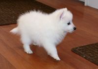 Japanese Spitz Puppies for sale in Texas City, TX, USA. price: NA