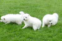 Japanese Spitz Puppies for sale in Traverse City, MI 49685, USA. price: NA