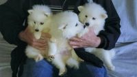 Japanese Spitz Puppies for sale in Los Angeles, CA, USA. price: NA