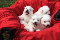 Japanese Spitz Puppies for sale in Charlotte, NC, USA. price: NA