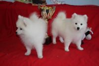 Japanese Spitz Puppies for sale in Richmond, VA, USA. price: NA