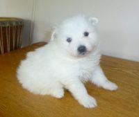 Japanese Spitz Puppies for sale in Alaska St, Staten Island, NY 10310, USA. price: NA