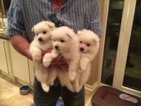 Japanese Spitz Puppies for sale in Birmingham, AL, USA. price: NA