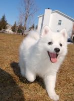 Japanese Spitz Puppies for sale in Toronto, OH 43964, USA. price: NA