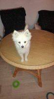 Japanese Spitz Puppies for sale in California St, San Francisco, CA, USA. price: NA