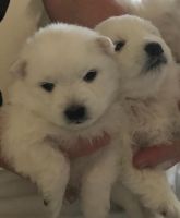 Japanese Spitz Puppies for sale in Istanbul St, Interlachen, FL 32148, USA. price: NA