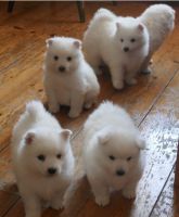 Japanese Spitz Puppies for sale in Charlottesville, VA, USA. price: NA