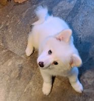 Japanese Spitz Puppies for sale in Columbia, SC, USA. price: NA