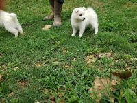 Japanese Spitz Puppies for sale in Lewisburg, TN 37091, USA. price: NA