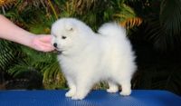 Japanese Spitz Puppies for sale in Omaha, NE, USA. price: NA