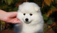 Japanese Spitz Puppies Photos