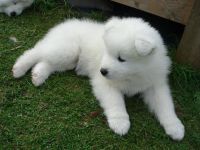 Japanese Spitz Puppies for sale in Los Angeles County, CA, USA. price: NA