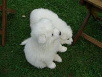 Japanese Spitz Puppies Photos