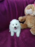 Japanese Spitz Puppies for sale in Echo Park, Los Angeles, CA, USA. price: NA