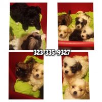 Japanese Terrier Puppies for sale in Palmdale, CA, USA. price: NA