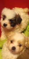 Japanese Terrier Puppies Photos