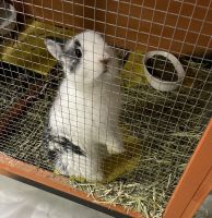 Jersey Wooly Rabbits for sale in Morristown, TN, USA. price: NA