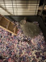 Jersey Wooly Rabbits for sale in Milwaukee, WI, USA. price: $250