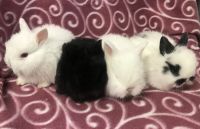 Jersey Wooly Rabbits for sale in Stanford, KY 40484, USA. price: $60