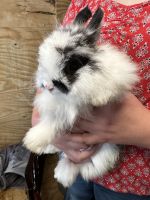 Jersey Wooly Rabbits for sale in McKinney, TX 75071, USA. price: $50
