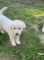 Jindo Puppies for sale in Rowland Heights, CA, USA. price: NA