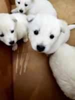 Jindo Puppies for sale in Riverside, CA, USA. price: NA