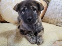 Jindo Puppies for sale in Roscoe, NY, USA. price: $1,800