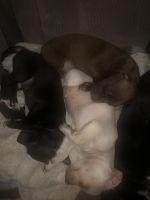 Jug Puppies for sale in Live Oak, CA 95953, USA. price: $250